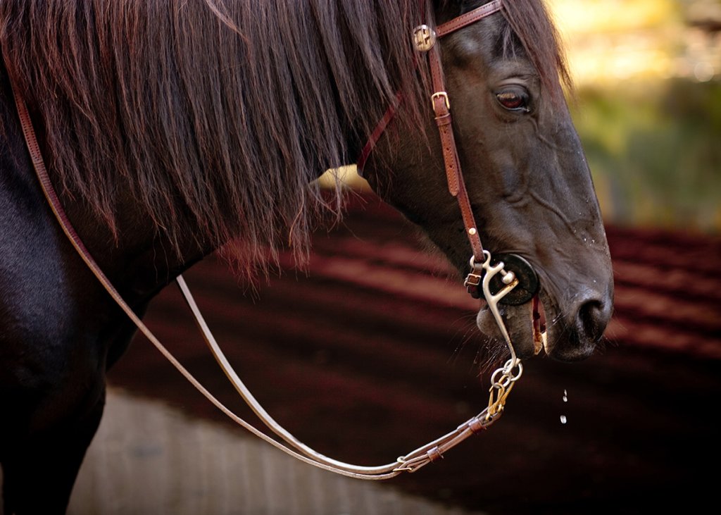 Equestrian Trail Trips