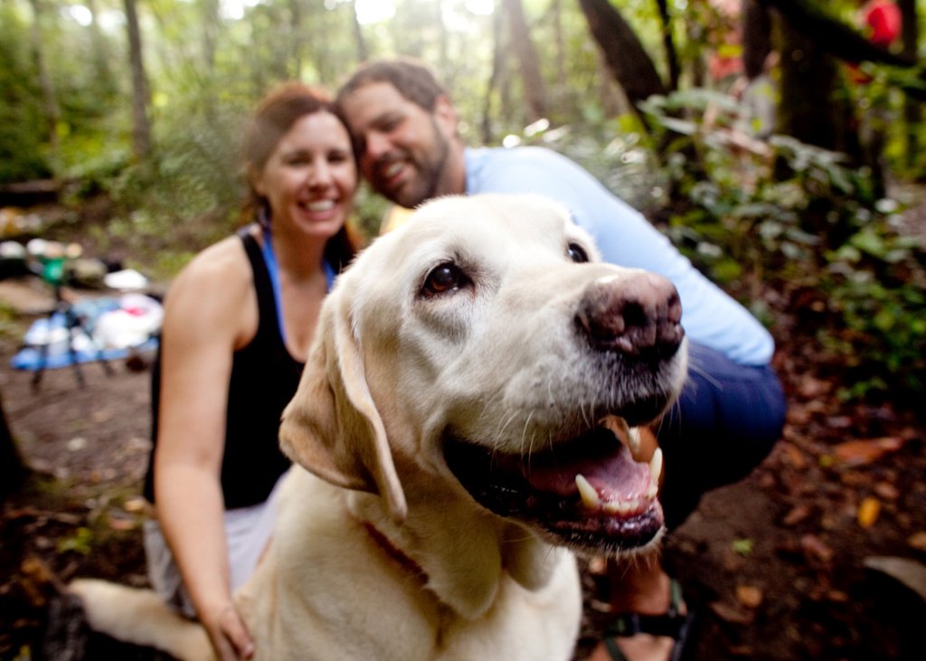 Pet-Friendly Brevard, NC: A Trip With Your Furry Friend