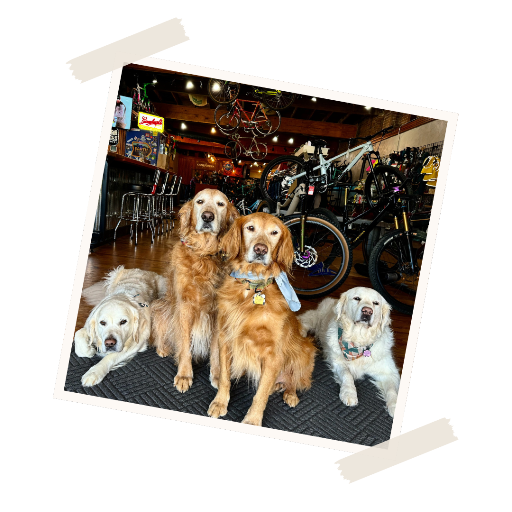 Group of Golden Retriever shop dogs at Earth Mountain Cycles in Downtown Brevard